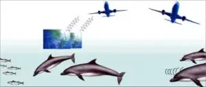 dolphin radar