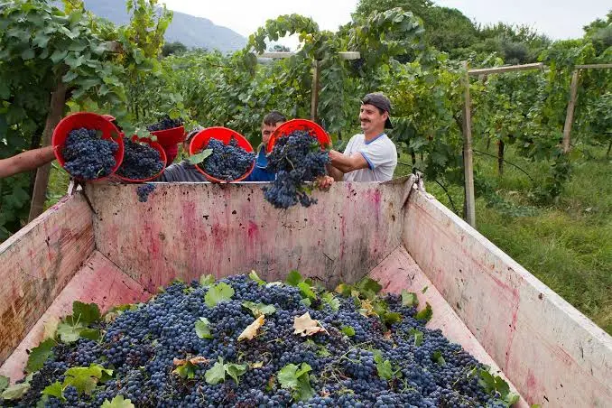 wine industry news